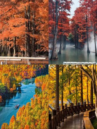 ป่าเหนือน้ำทะเลสาบซ่างหู (Shanghu Water Forest)