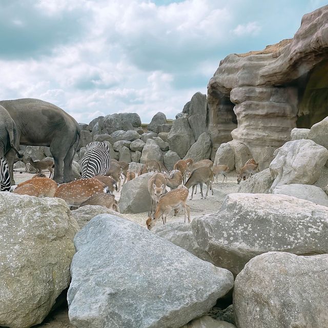九州 ｜自駕遊亞洲版Safari 🐅🐆🦓🐘🦬🐫🐑