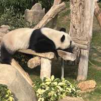 重返18歲:令人意猶未盡的地方-海洋公園