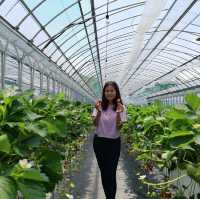 Grandberry Farm Osaka