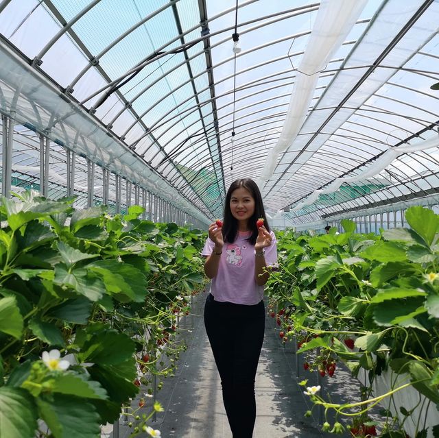 Grandberry Farm Osaka
