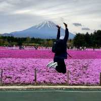 Shibazakura Fuji festival!! 