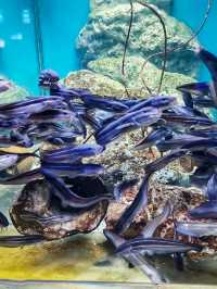 อควาเรียม บางแสน เดินเที่ยวโลกใต้น้ำ 🐠