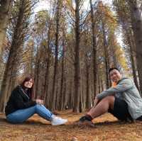 Tall Pine Trees At Bade Bald Cypress Forest