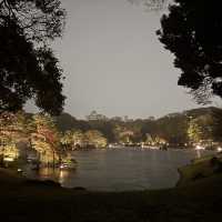 六義園夜櫻