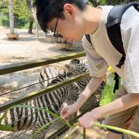 性價比超高的深圳野生動物園🦁