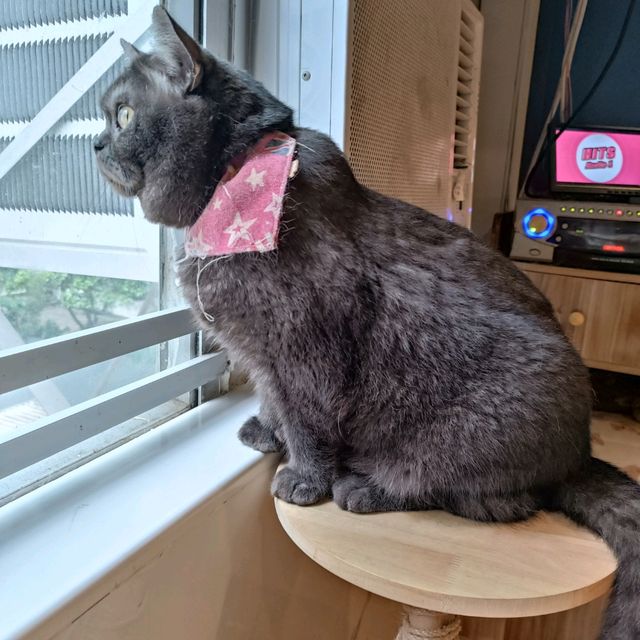 貓奴必去cafe