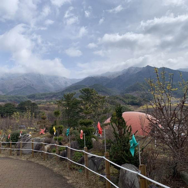 노란 산수유로 가득한, 구례 산수유 마을