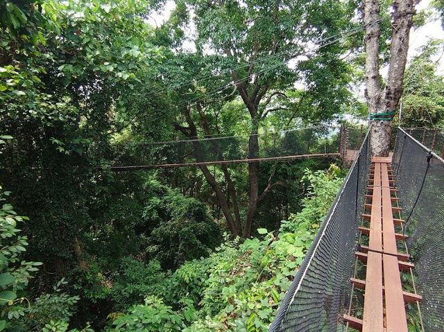 • Doi Tung Tree Top Walk 🎪✨
