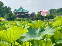 【東京都/不忍池】不忍池で蓮の花鑑賞