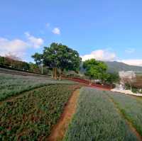 花開正好-北投三層崎公園