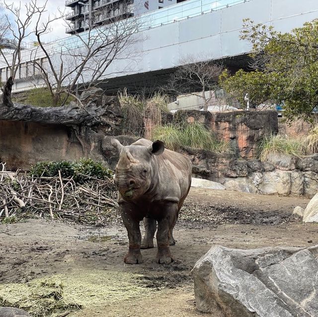 童趣大阪行程😉天王寺動物園👍🏻難波10分鐘車程