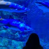 테마가 다양한 코엑스 아쿠아리움🐠🫧
