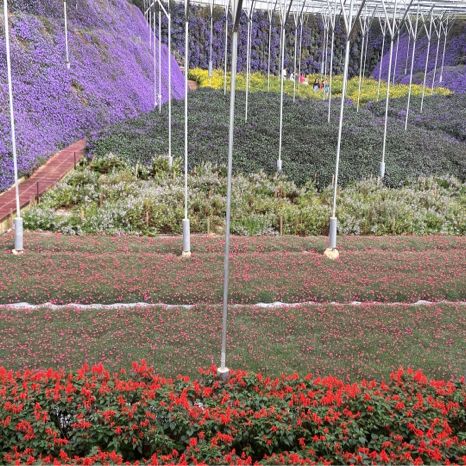 Flora Park: flowers paradise 🤩