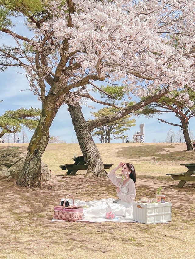 인생사진 가득 남길 수 있는 벚꽃 명소 경주에 있어!✨