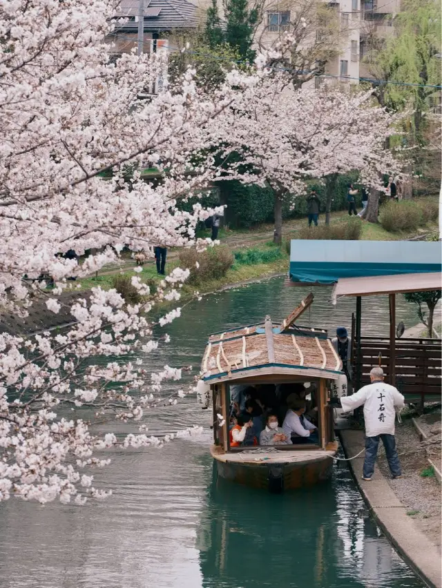 京都 | 小眾賞櫻地點 伏見十石舟