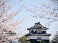 在福岡舞鶴公園拍攝櫻花🌸和服👘情侶照～