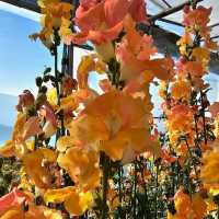 Sakura Park & Haight’s Place in Atok Benguet