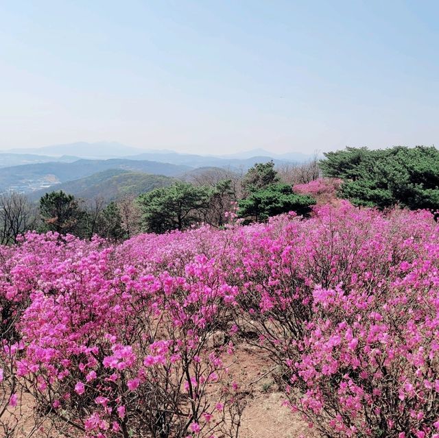 김포 진달래 명소, 가현산 진달래 동산🌸💕