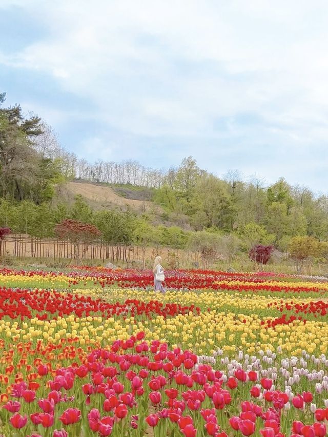 알록달록 너무 예쁜 튤립 스팟🌷