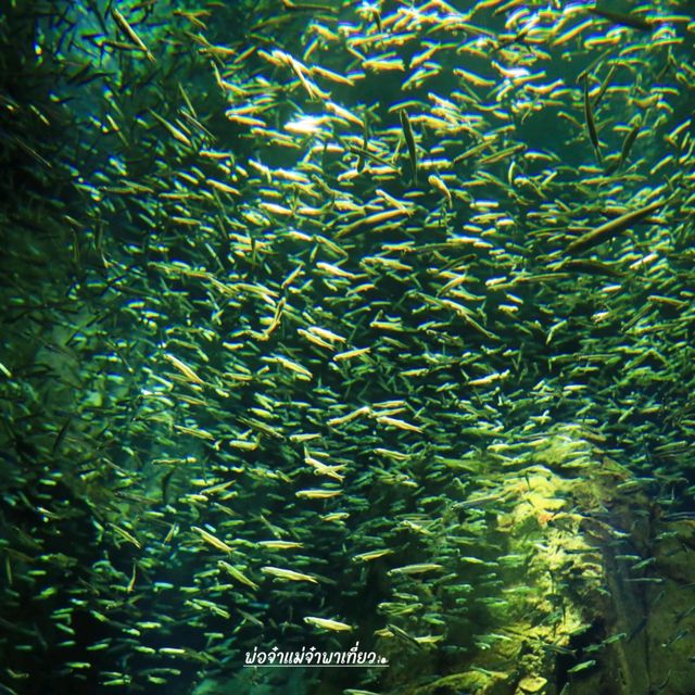 Osaka Aquarium KAIYUKAN 