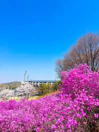 핑크물결 가득한 진달래꽃동산🌸💞