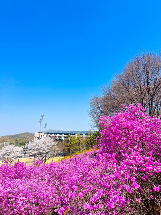 핑크물결 가득한 진달래꽃동산🌸💞