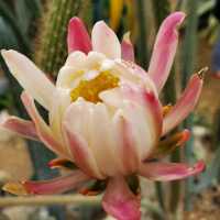 ATOK BENGUET IS A SUCCULENTS CITY