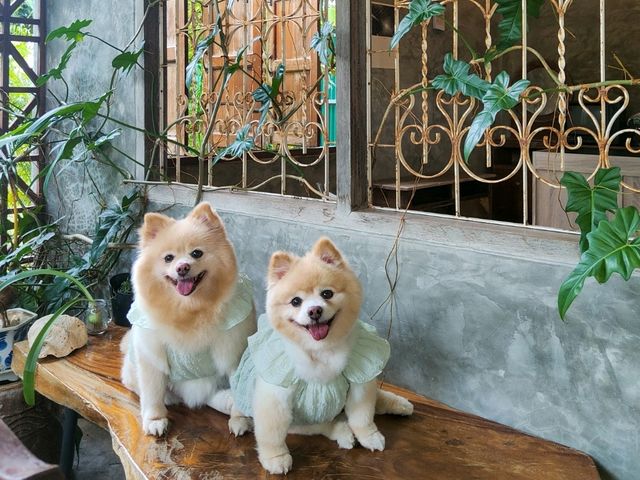 คาเฟ่แกลง รสชาติดี น้องหมาเข้าได้อีกด้วย