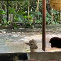 深圳野生動物園