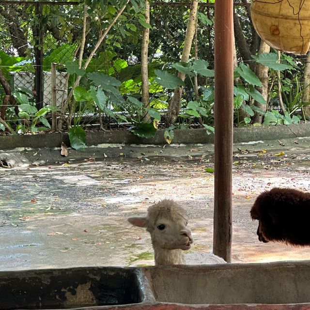 深圳野生動物園