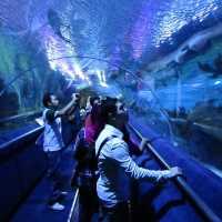 Exploring Aquatic Marvels at Aquaria KLCC!