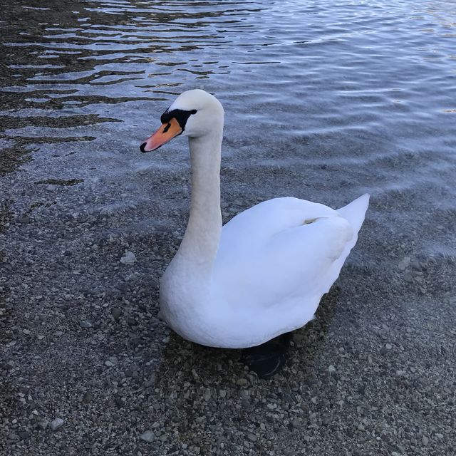 奧地利 與世隔絕的小鎮Hallstatt