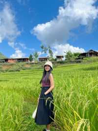 ป่าบงเปียง เชียงใหม่🌾