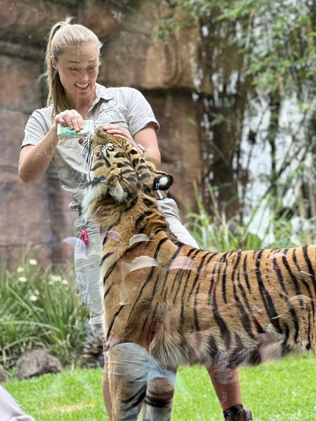 🦁🐼🦒阿德萊德動物園～與動物們面對面的奇妙冒險🦁🐼🦒