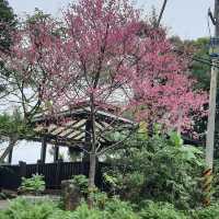 新店二趴子植物園