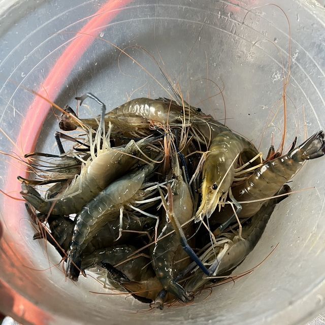 鴻昌釣蝦場