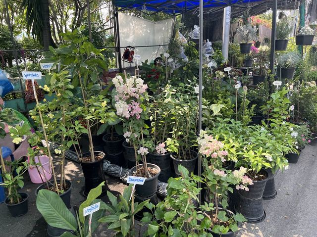 วันชิวๆ กับตลาดน้ำตลิ่งชัน