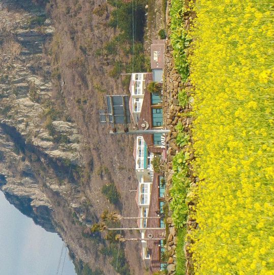 산방산뷰와 함께 볼 후 있는 제주 유채꽃밭💛