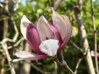 本地遊｜大埔海濱公園｜花種超多賞花必去