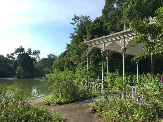Walk and chill at Botanic Garden, Singapore 🇸🇬