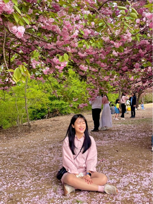 앞으로 2주 뒤 만날 수 있는 탐스런 겹벚꽃 세상🌸