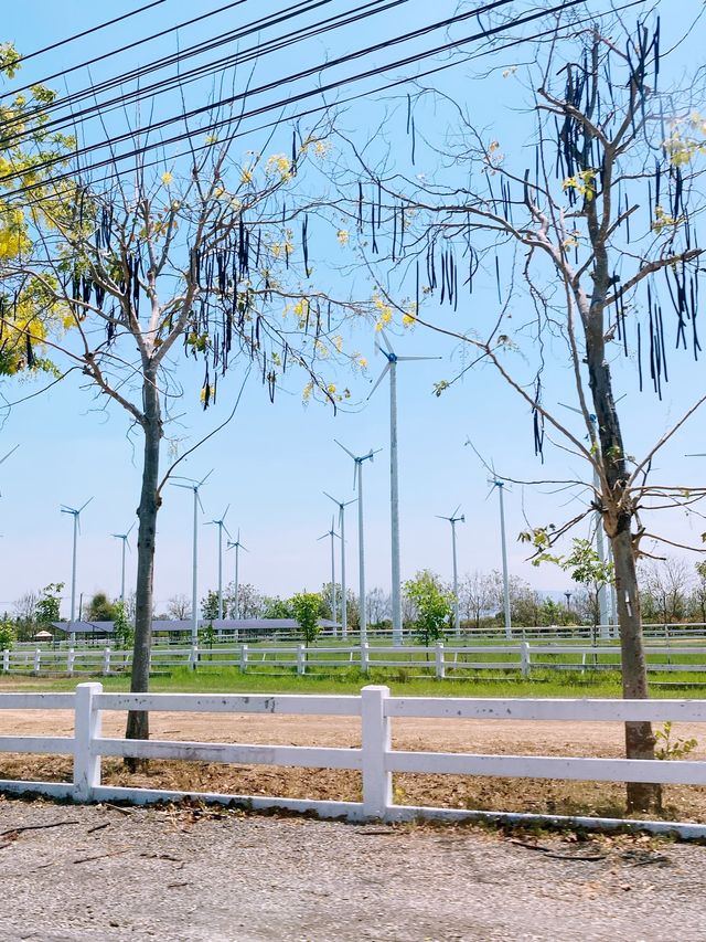 โครงการชั่งหัวมัน จ.เพชรบุรี