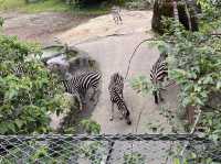 體力挑戰遊台北動物園