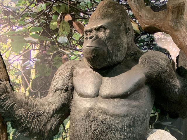 名古屋　名古屋観光　名古屋東山動物園でイケメンゴリラのシャバーニ君に会ってきた！