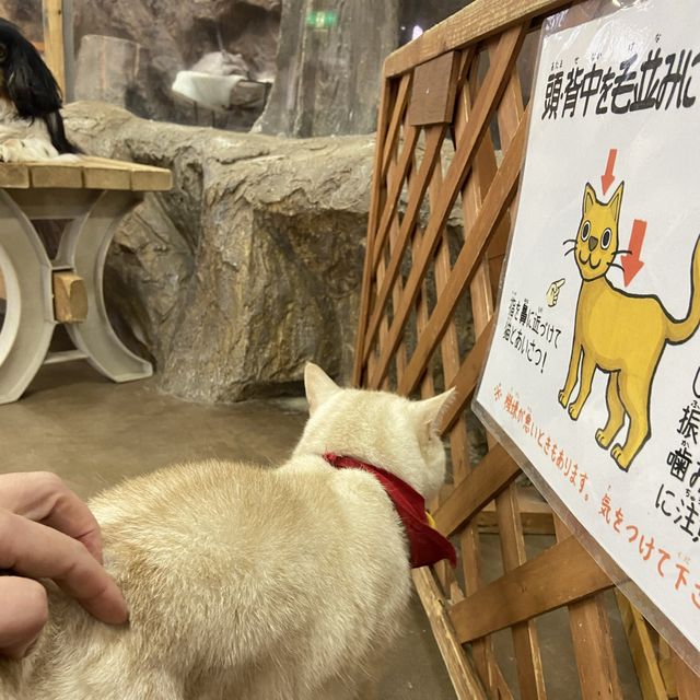 【那須どうぶつ王国】イベント盛り沢山