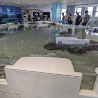 【ぜひ遊びに行って欲しい！】大阪最大の水族館