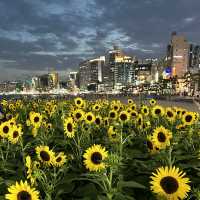 부산여행 광안리 해수욕장 해바라기 🌻