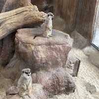 全新動物展館「樹懶與好友」