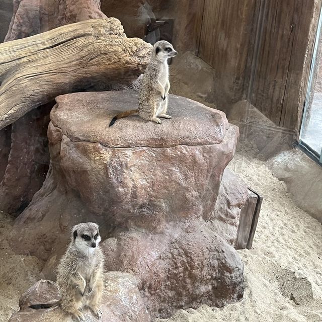 全新動物展館「樹懶與好友」